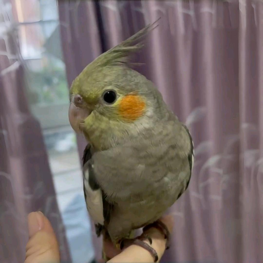 咕咕大王
