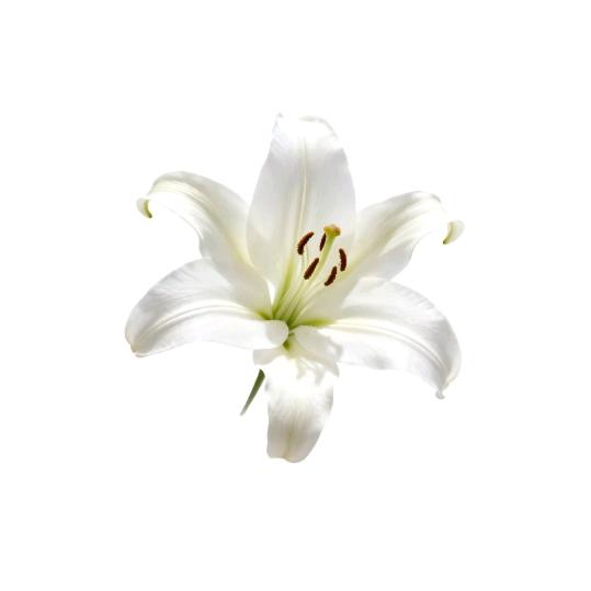 一棵高大的松树