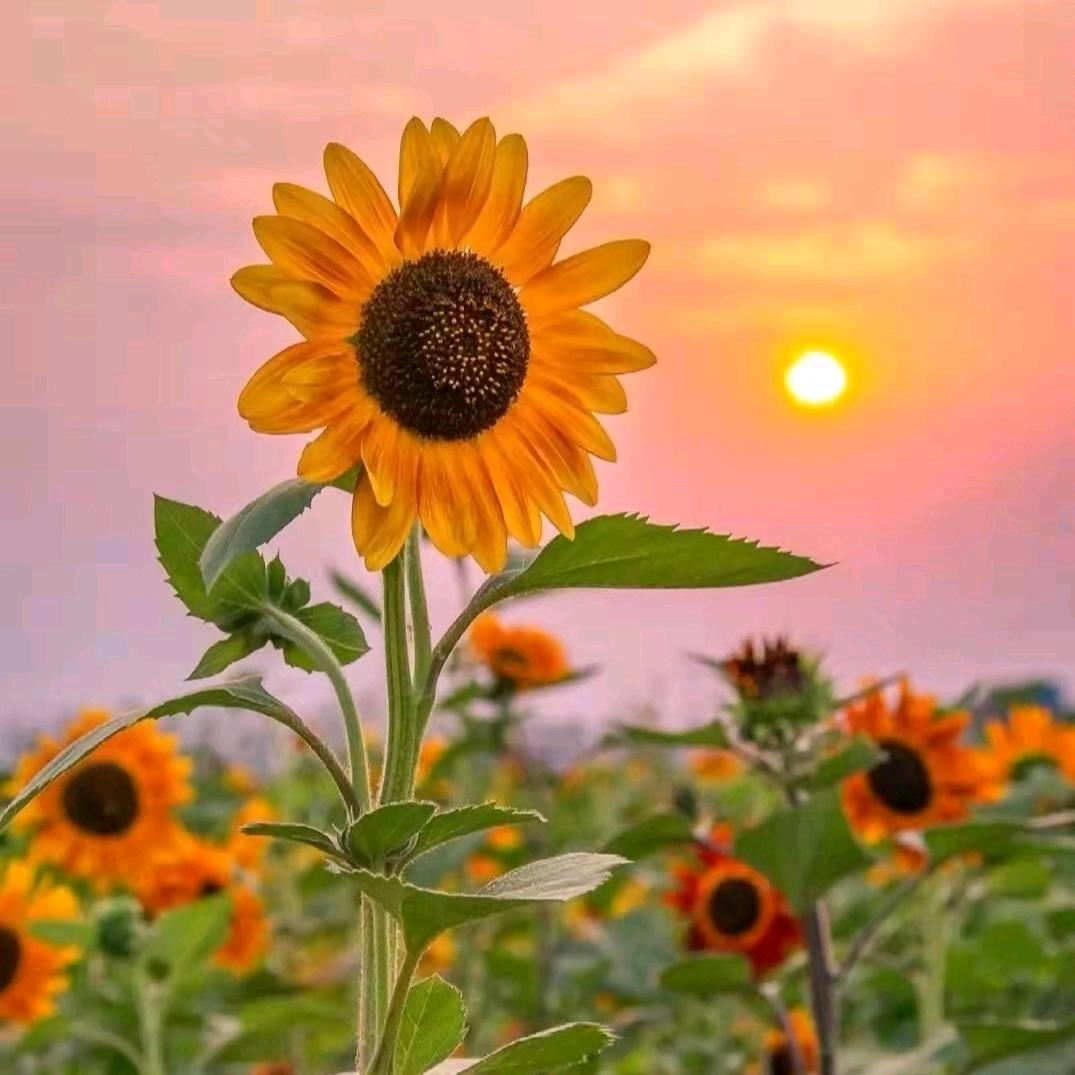 沈暖（朝阳永在💜玲）