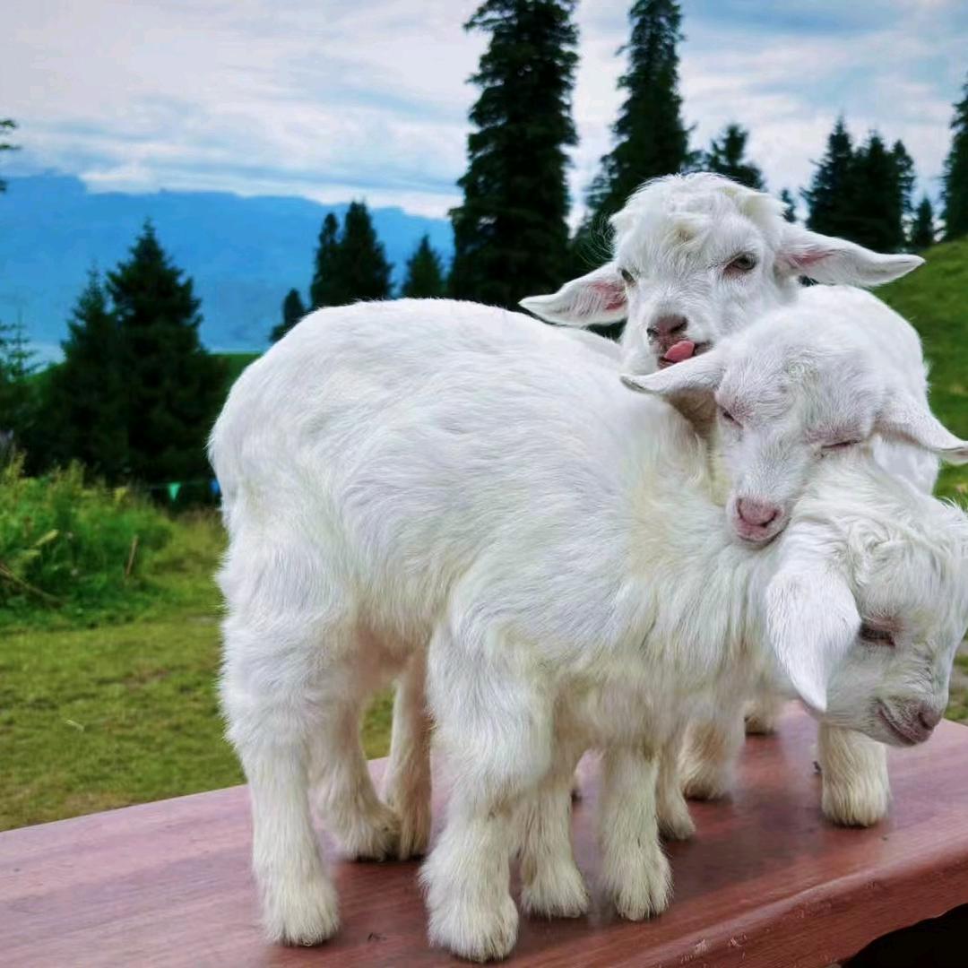 小虎