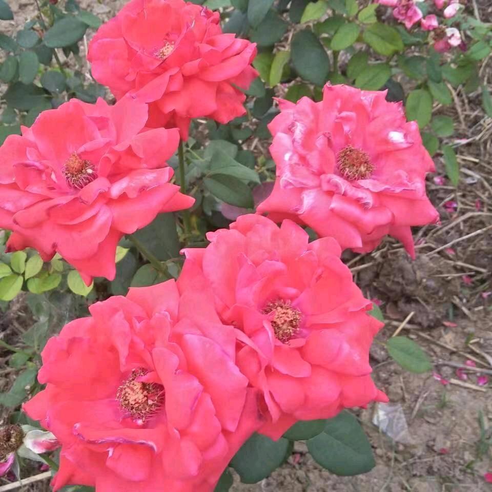 森哥🐮（首播）