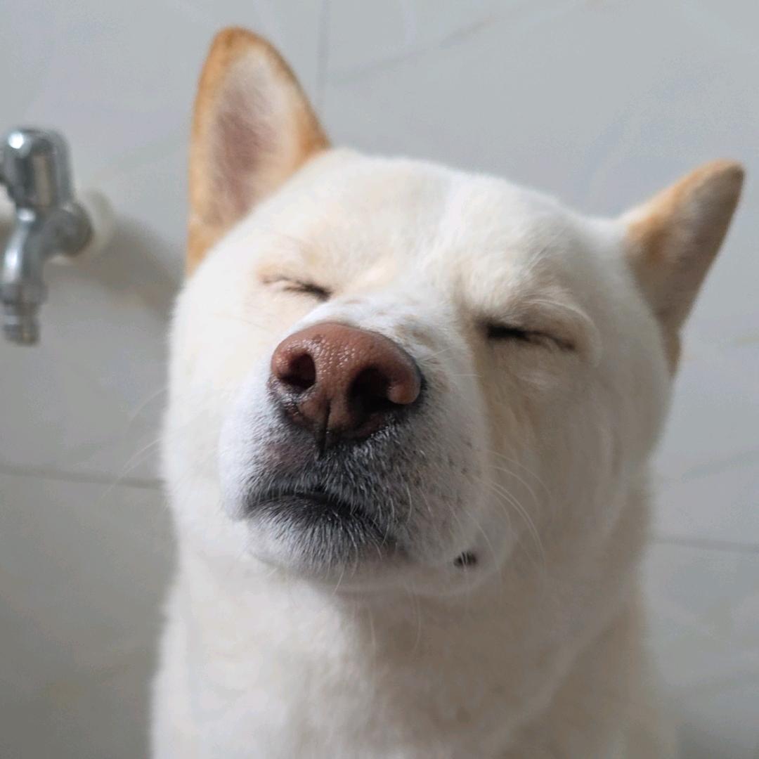 胖狗真馋