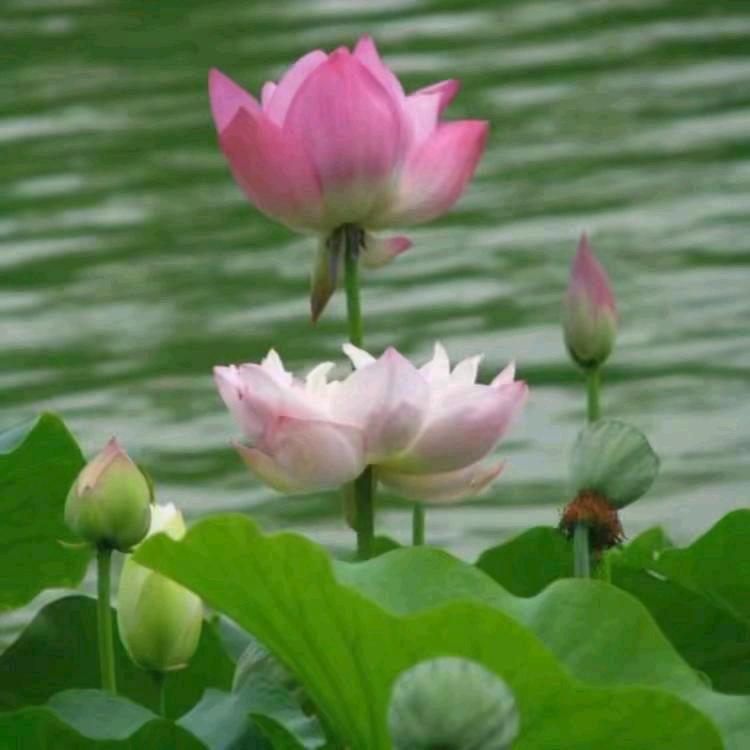 永远幸福