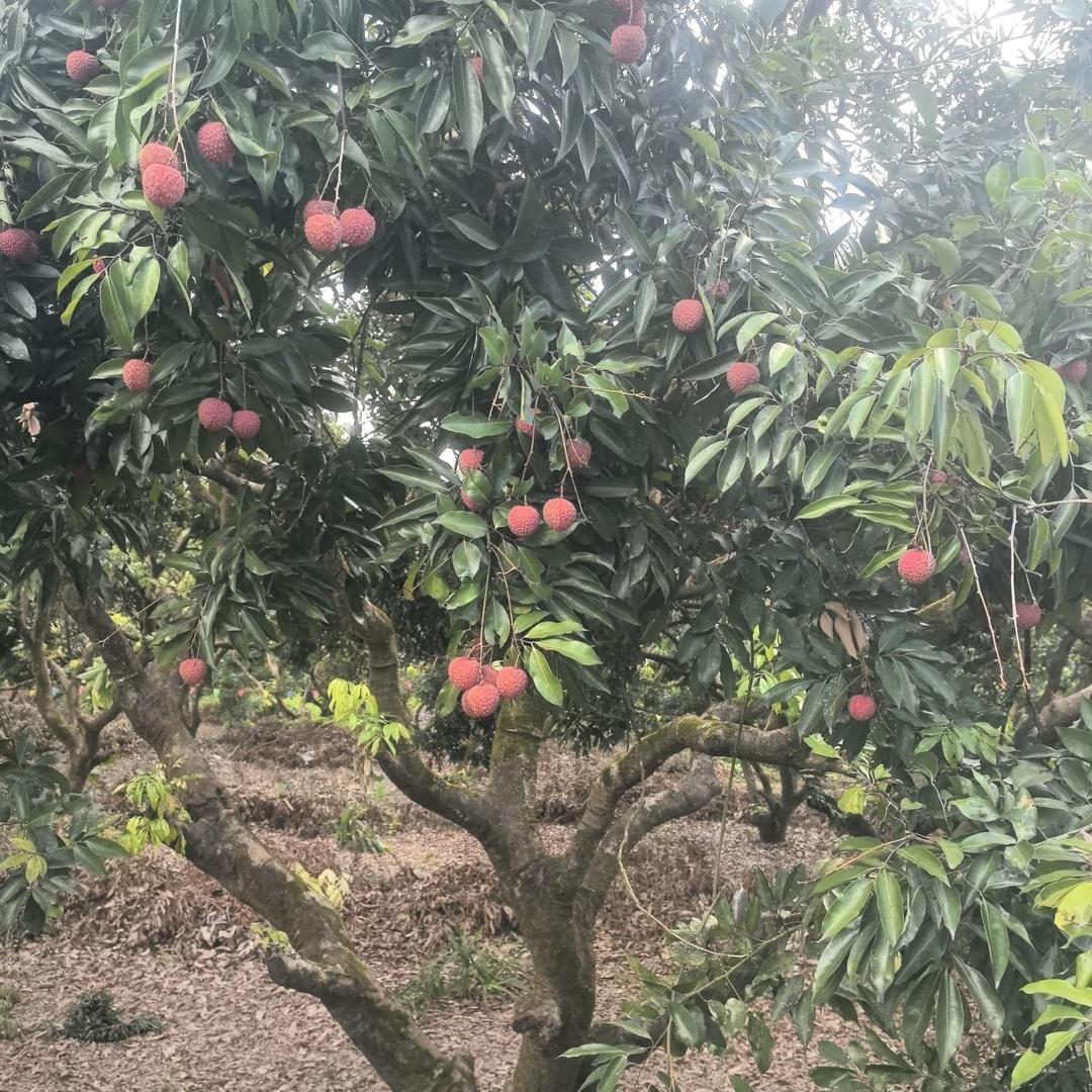 持续更新
