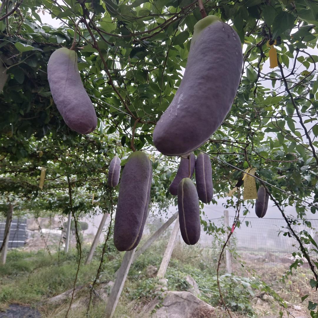 硒媛少籽八月炸农场