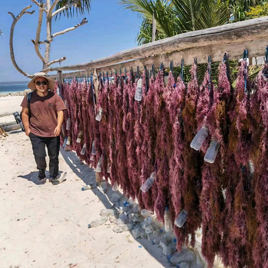 龙须菜--昱有小店