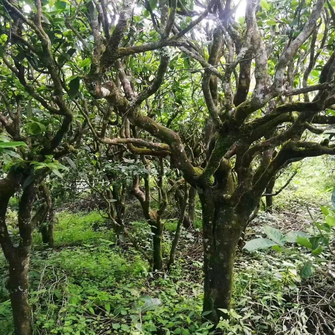 小众山头茶农李子姐