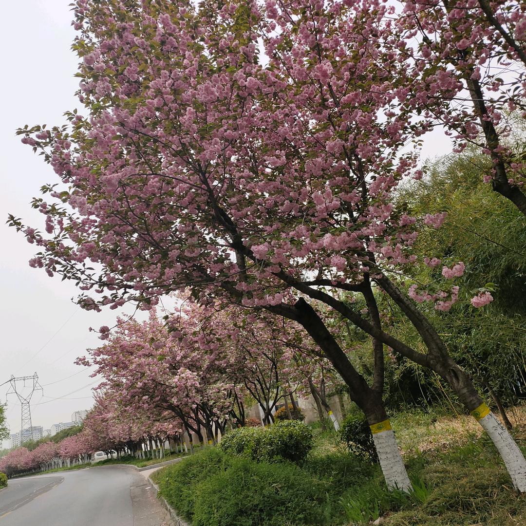 莲姐
