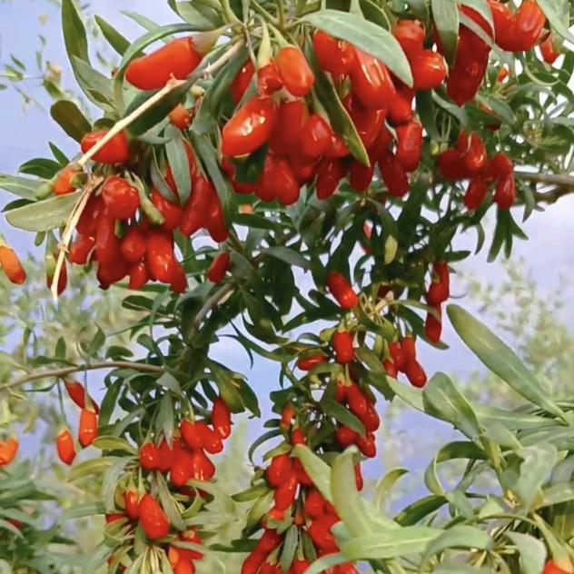 宁夏杞源觉点甄选