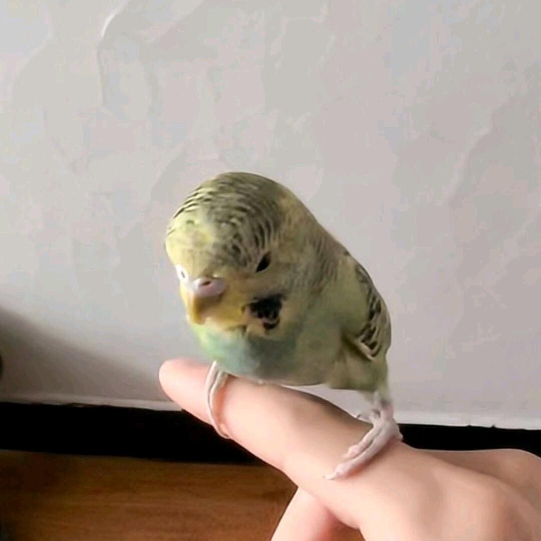 狐小狼