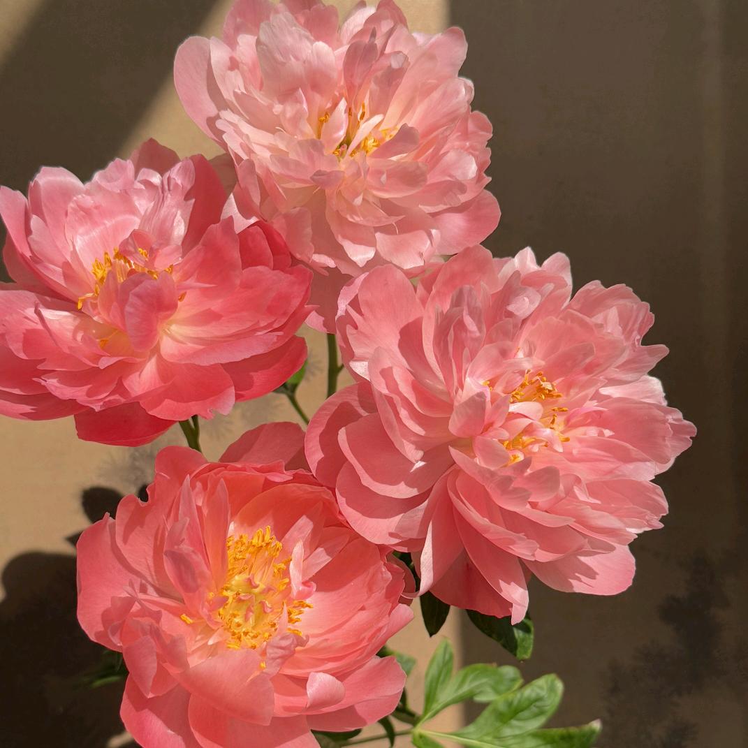 北泽牡丹养殖基地