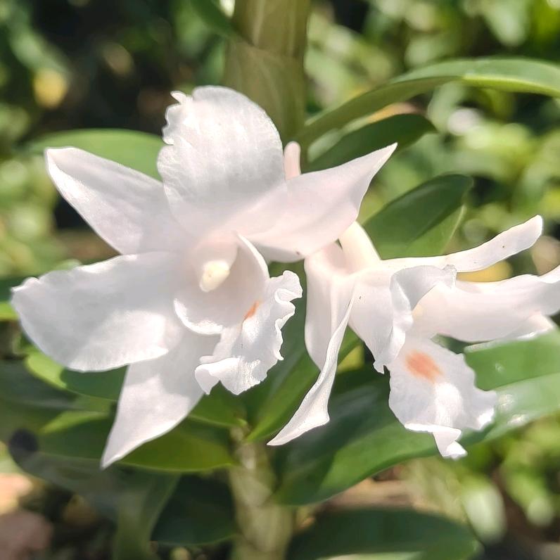 边境农家好物集