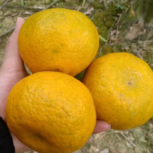 浦北县柑友好陈皮商行（个体工商户）