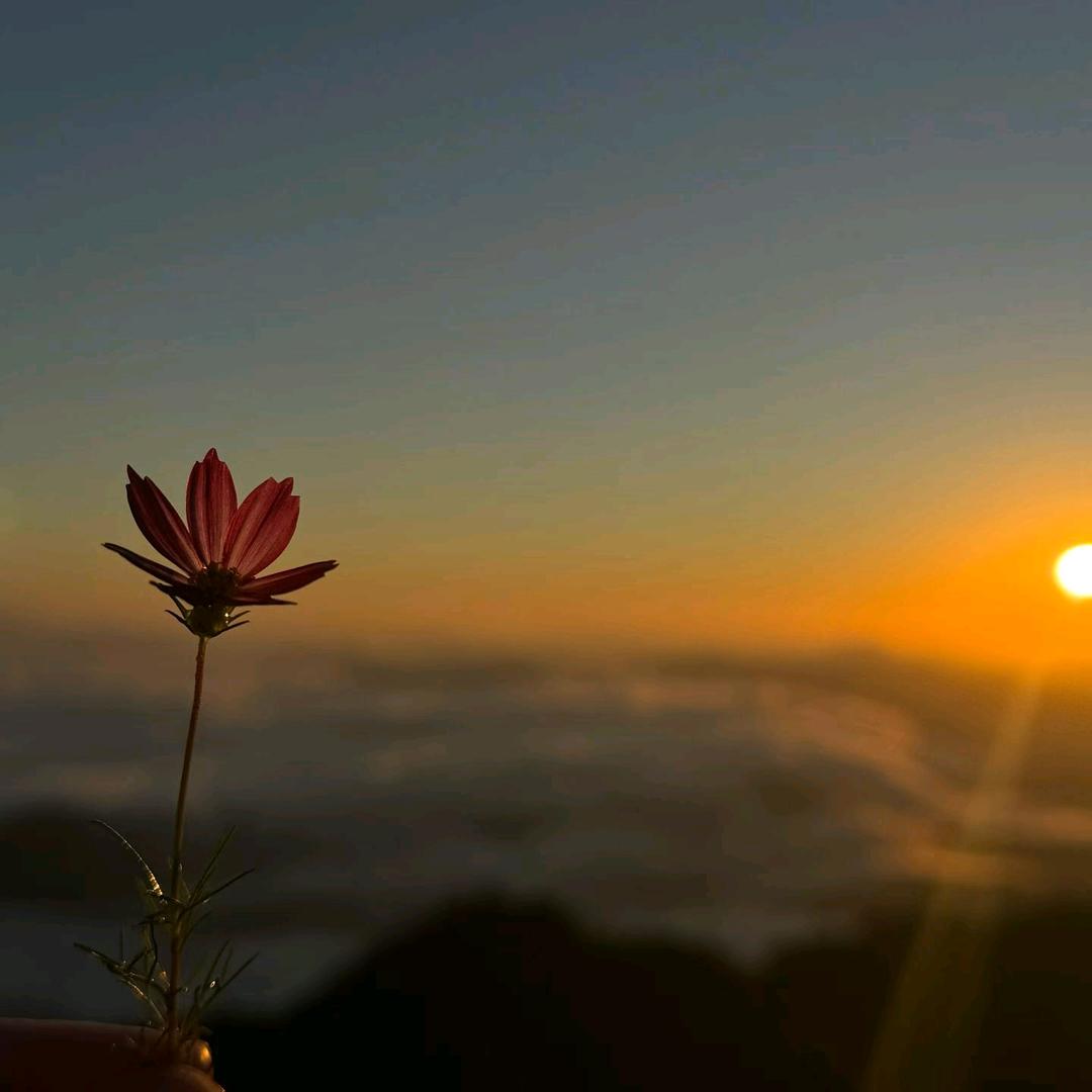 渣渣苏