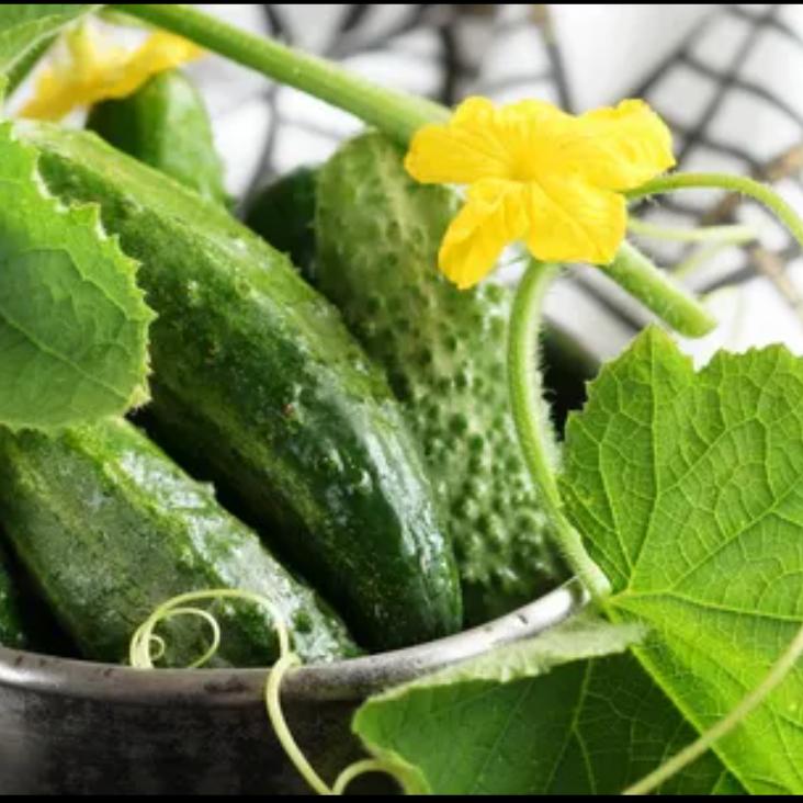 河南田满丰农业