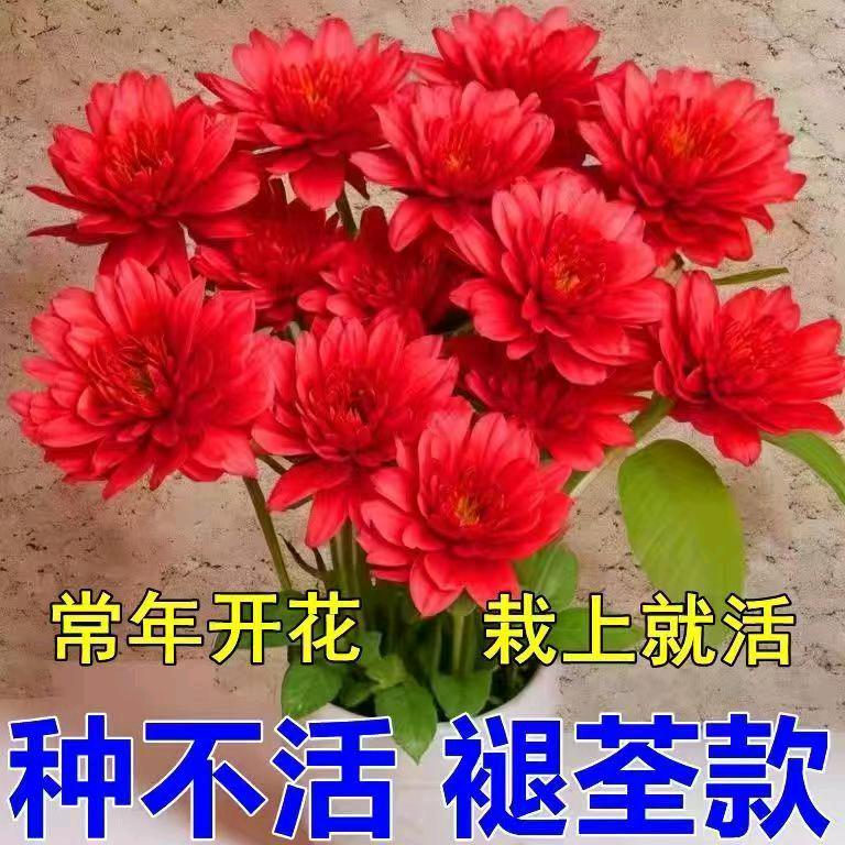夏夜微凉