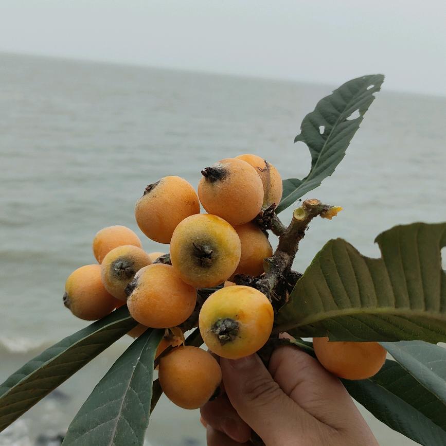 锦绣莲心