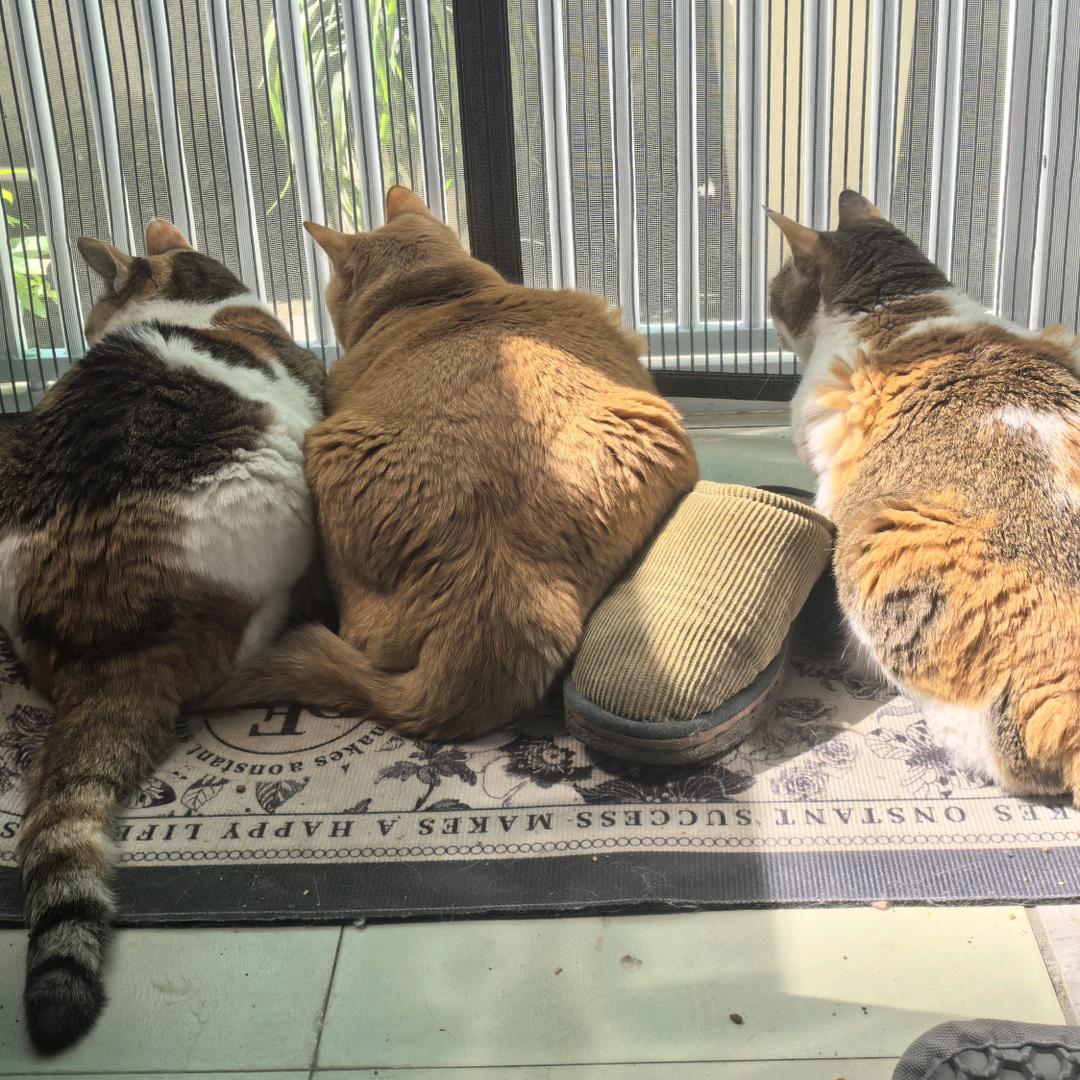 一群小猪咪