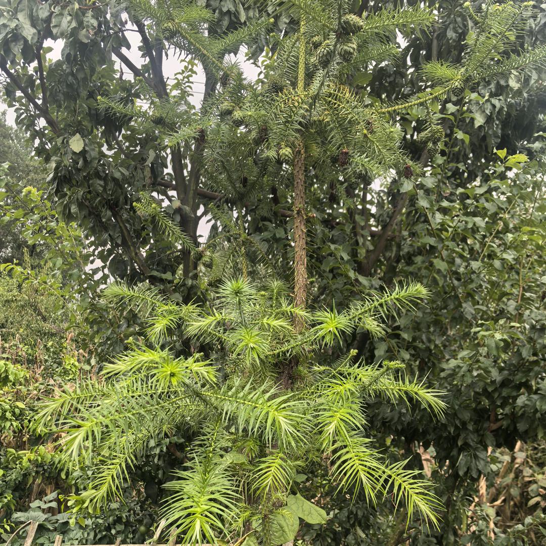 那就顺其自然吧