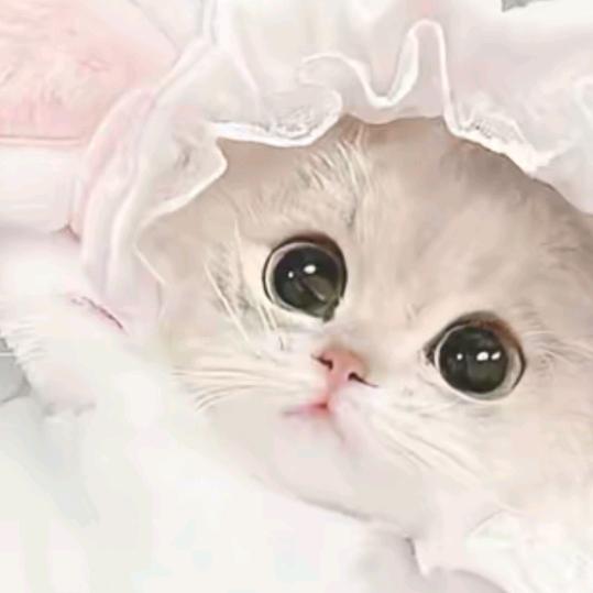 傻猫猫😾