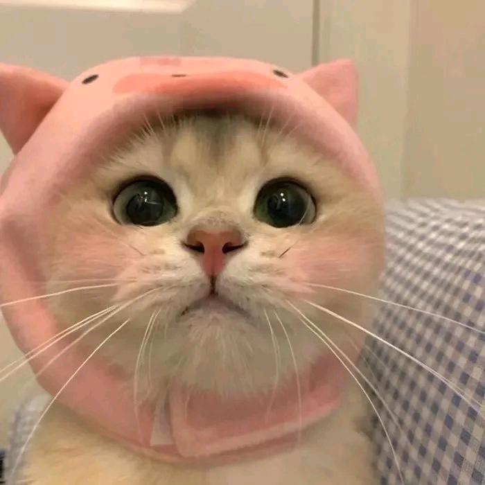 财运小喵