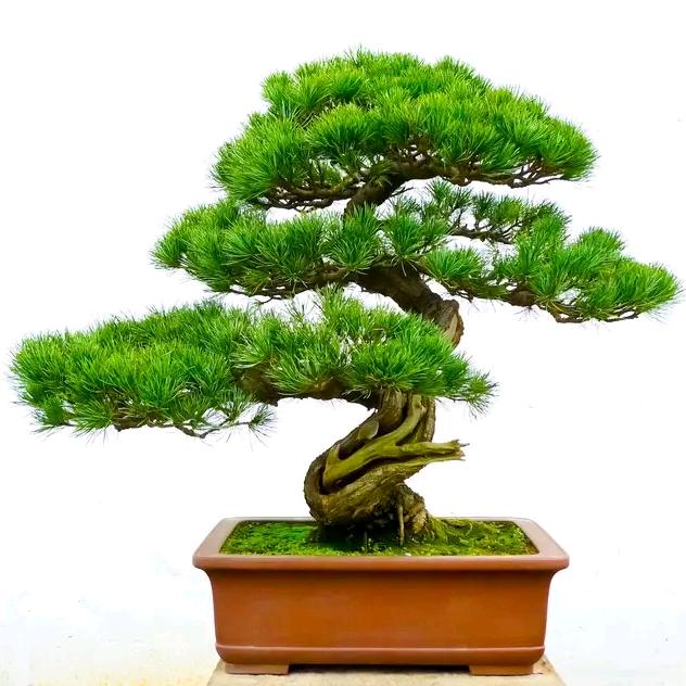 向日葵🌻