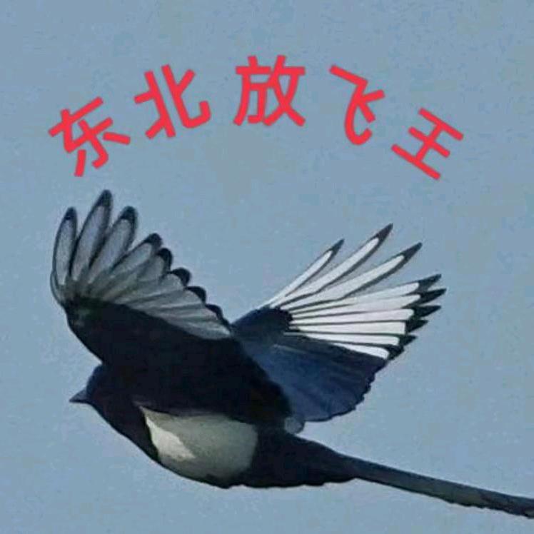 鸟王七哥