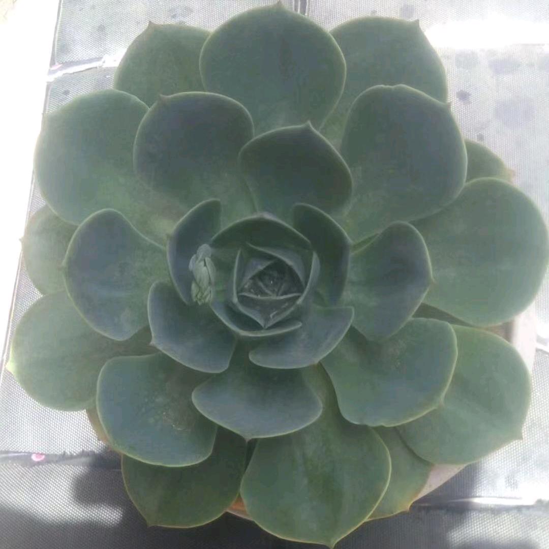 根呷