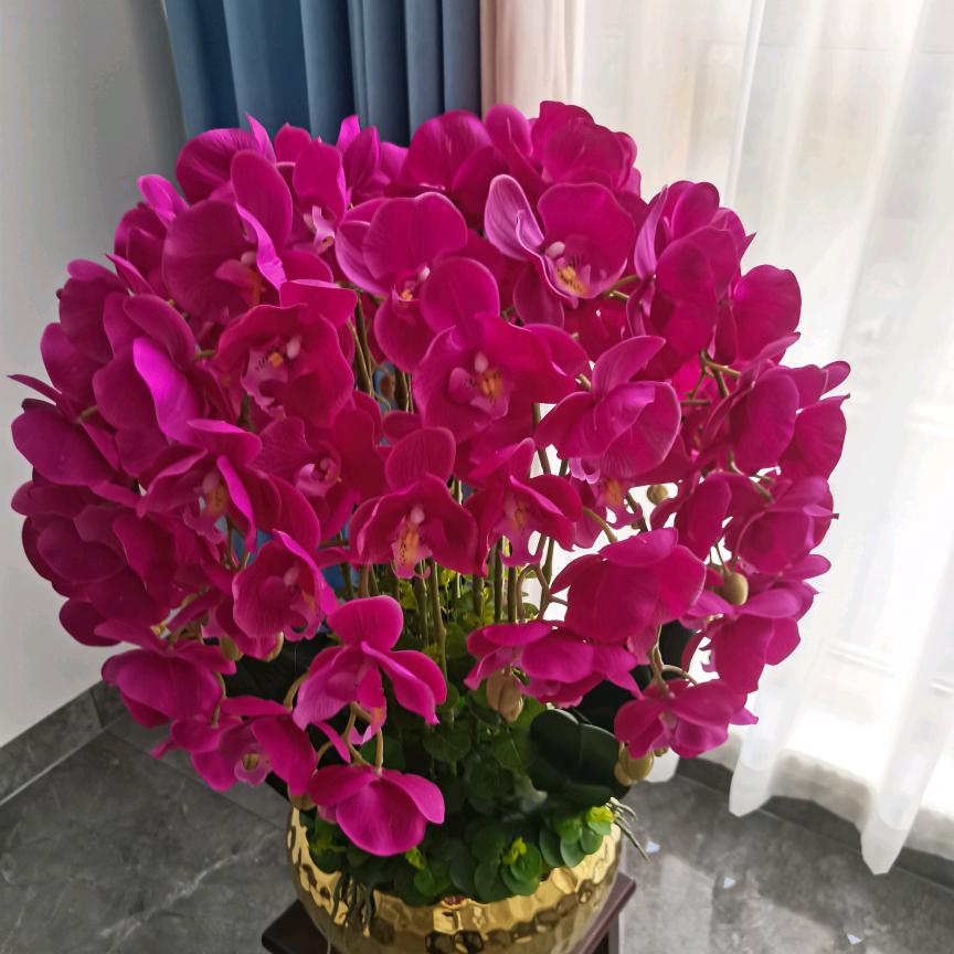 牵牛花