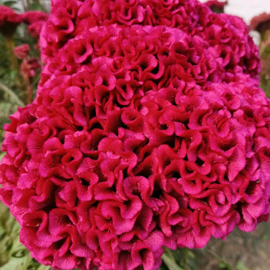 李秀芳