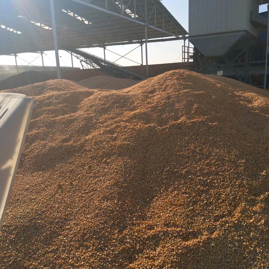 王玉宝色选玉米