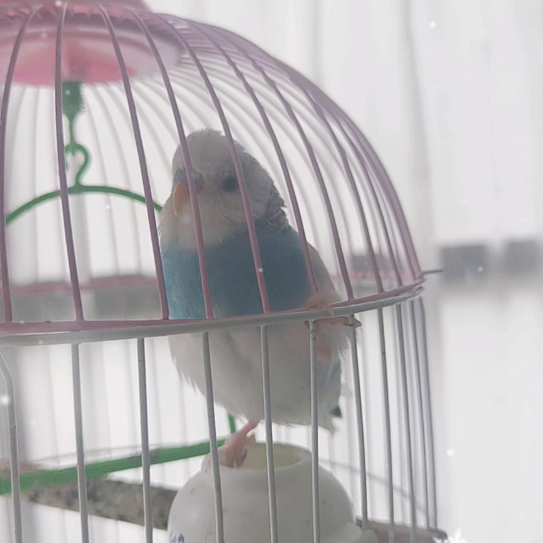 可爱小白（努力涨粉中）