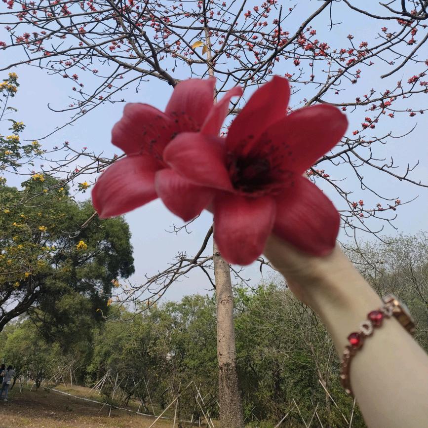 棉花