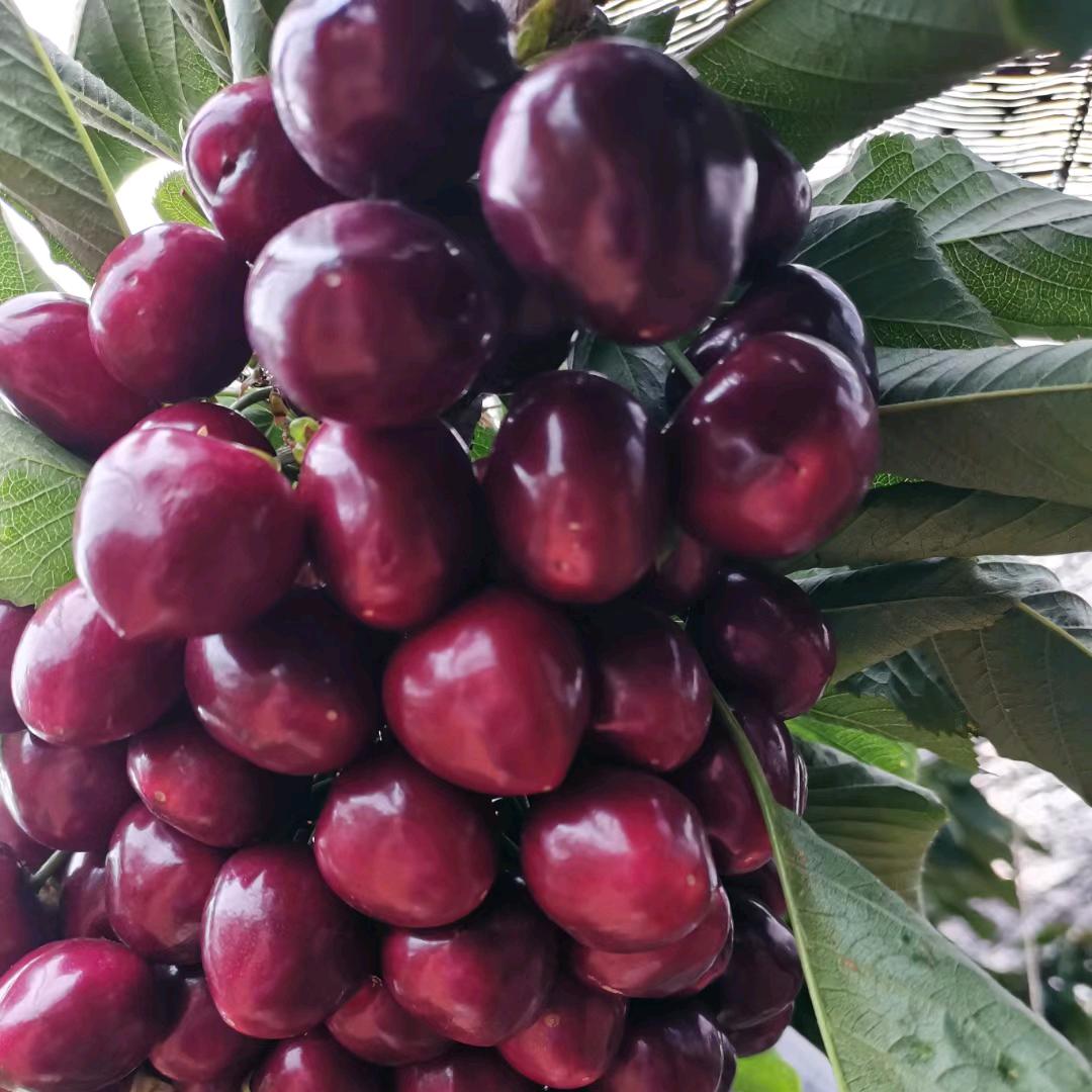 樱桃姿飒爽🍒（俄八大樱桃）