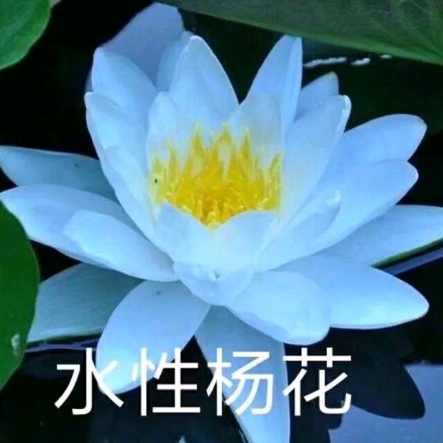 柿柿如意
