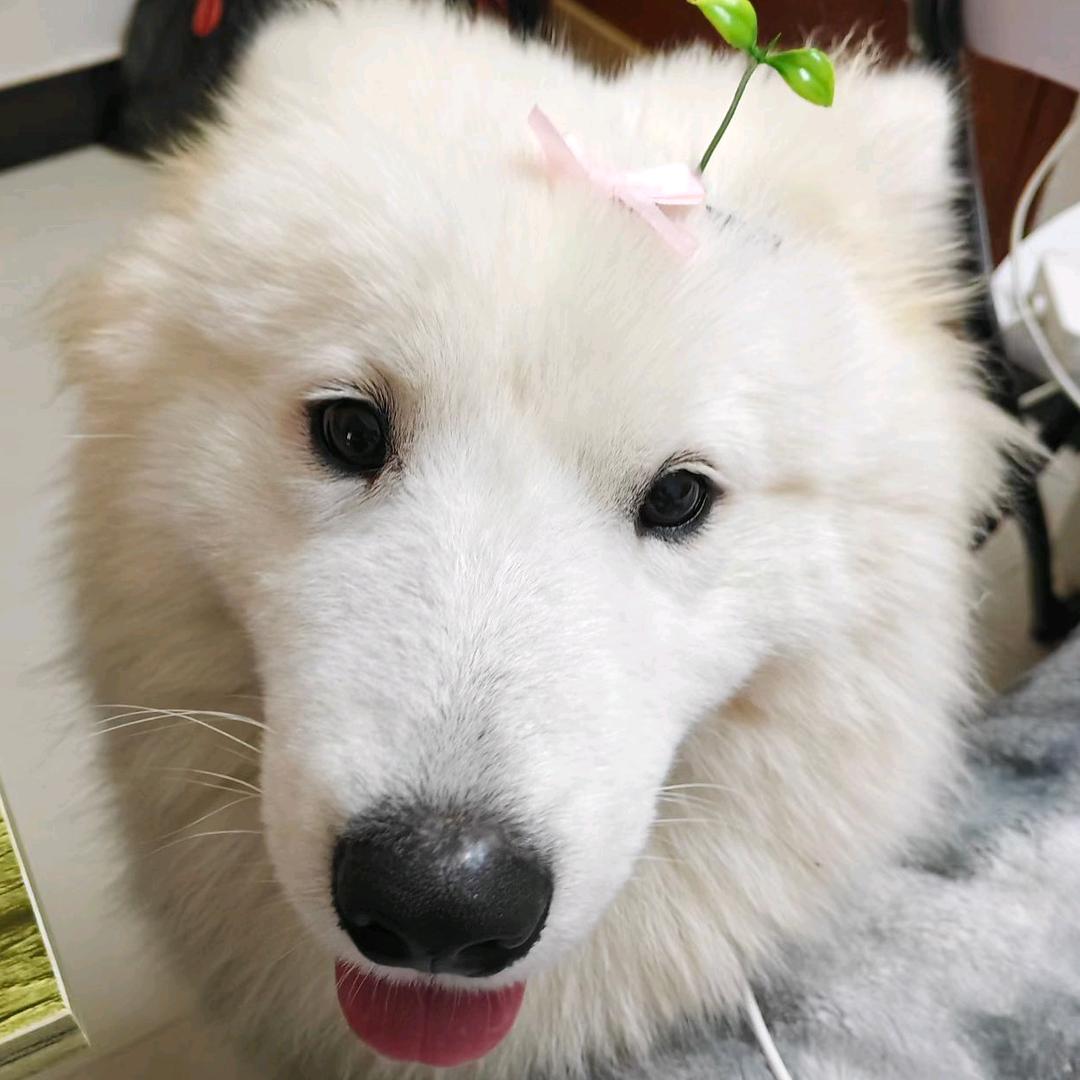 粥粥美女咖喱萨摩耶