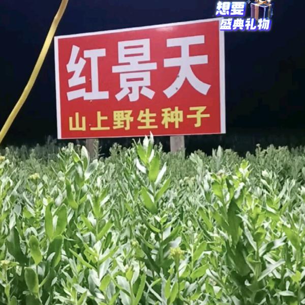 红景天基地