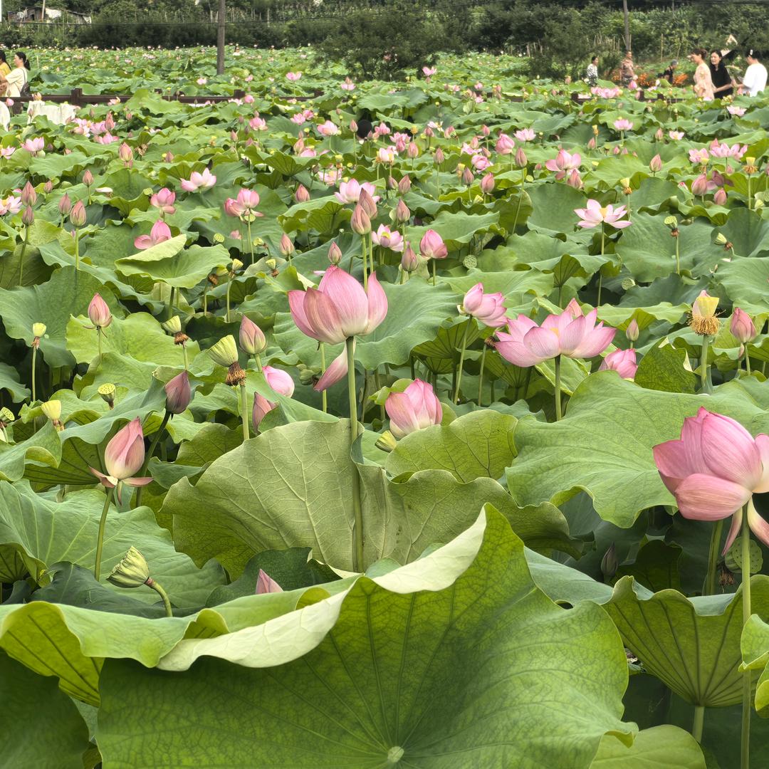 泸江石来运转综合优品店