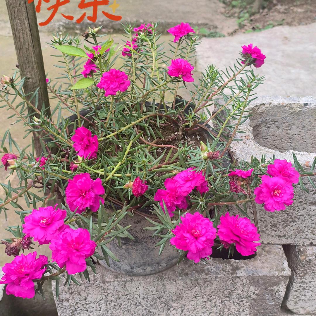 @大白兔的◡*✲ﾟ*>>糖