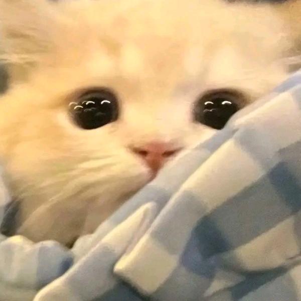屿语