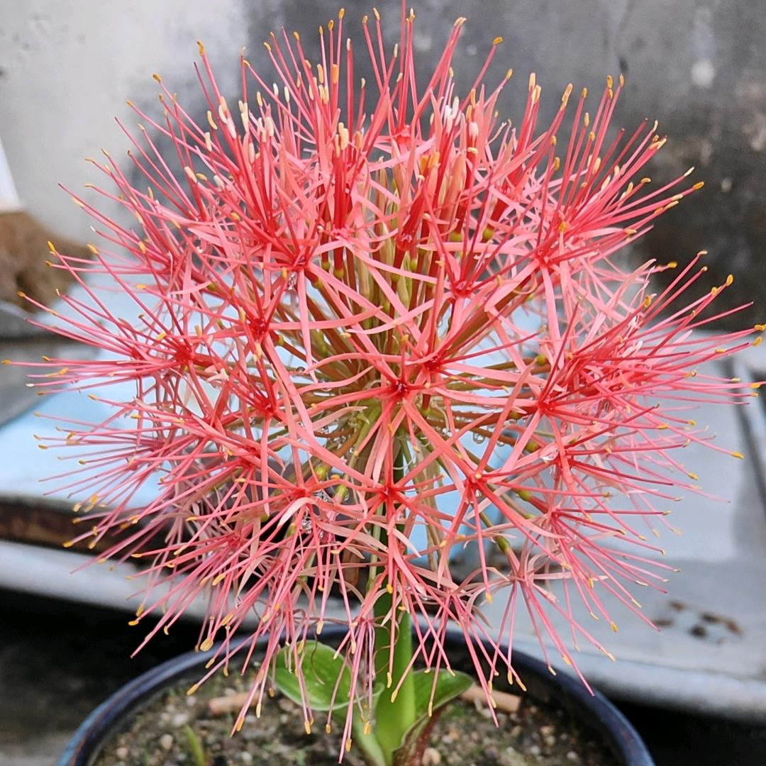 天涯