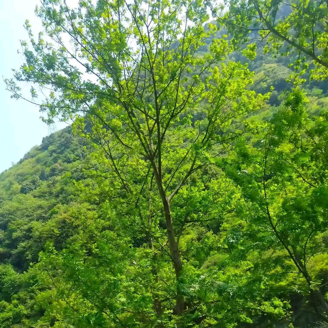 海阔天空ε٩(๑> ₃ <)۶ з
