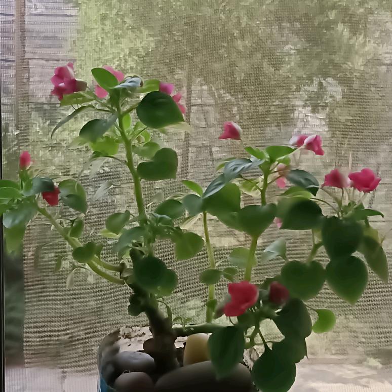 心纳吉万事欣
