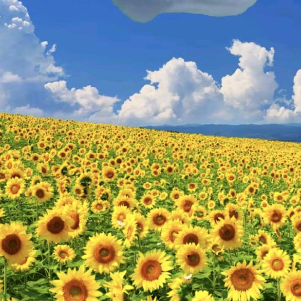 🌻清静