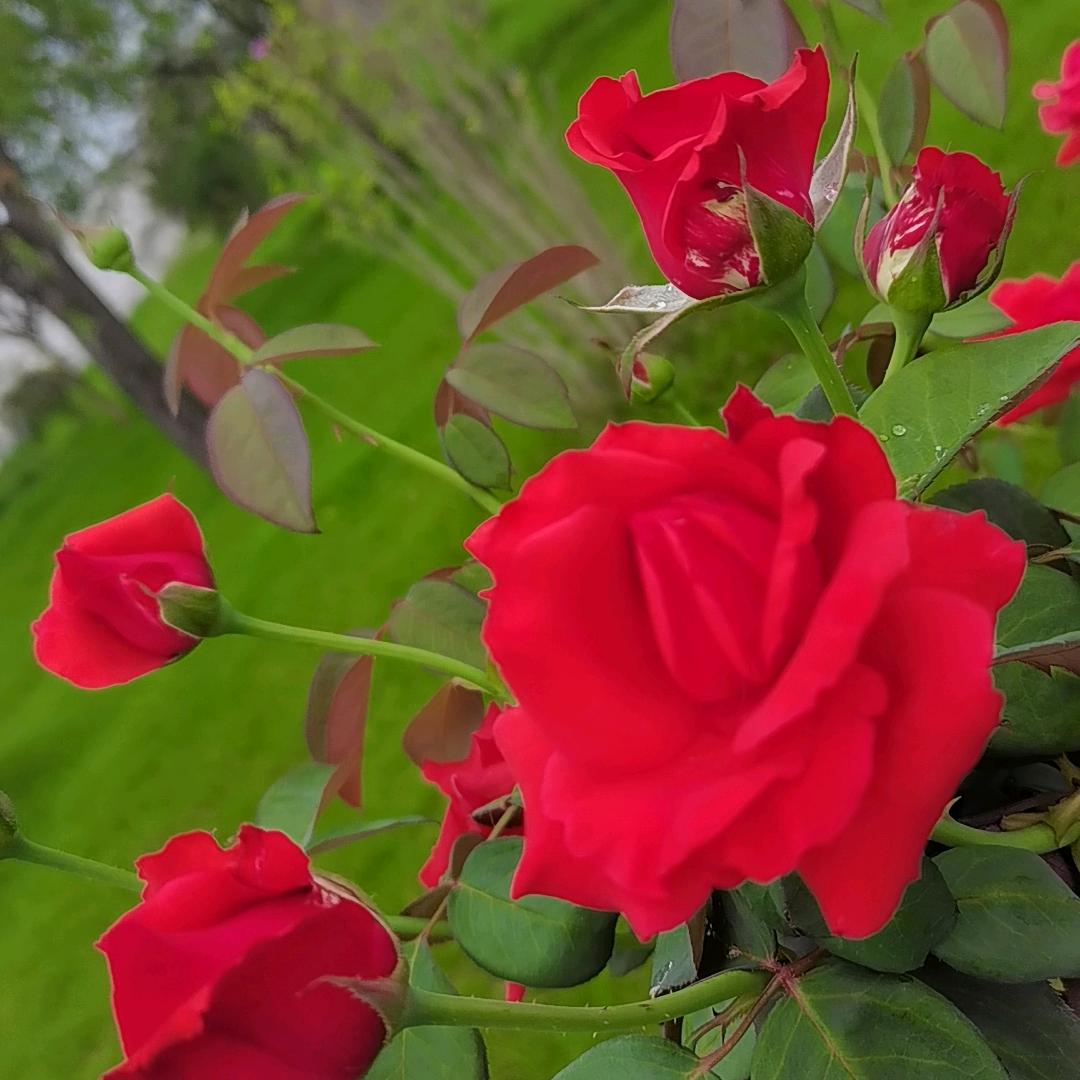 🌼এ᭄雏菊ꦿ低语💞ོ࿐