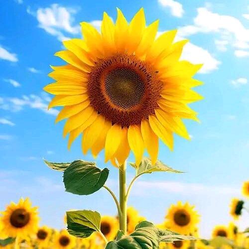 💕₅²⁰傻ઈོ丫头¹ᶟ₁₄