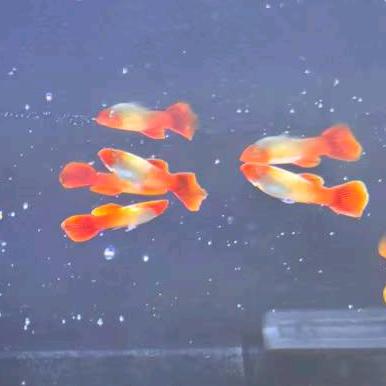 阿宁水族馆