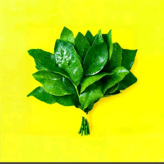 子木。“有李说不清”