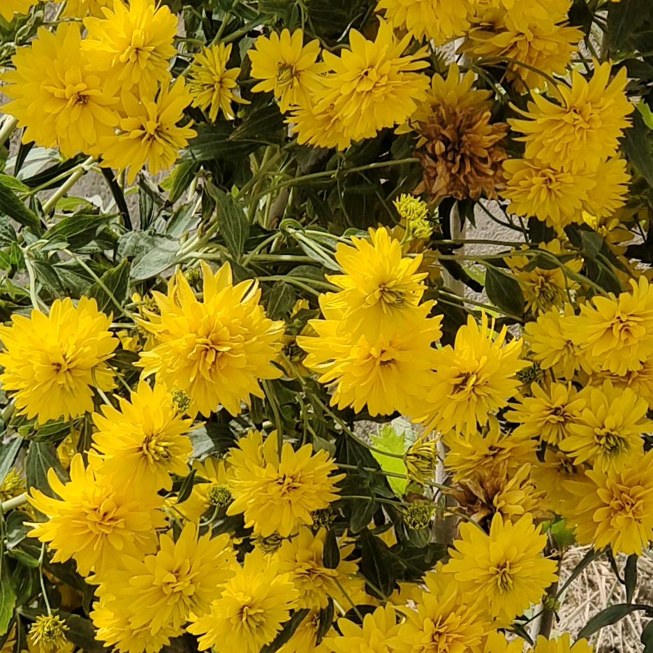 幸福