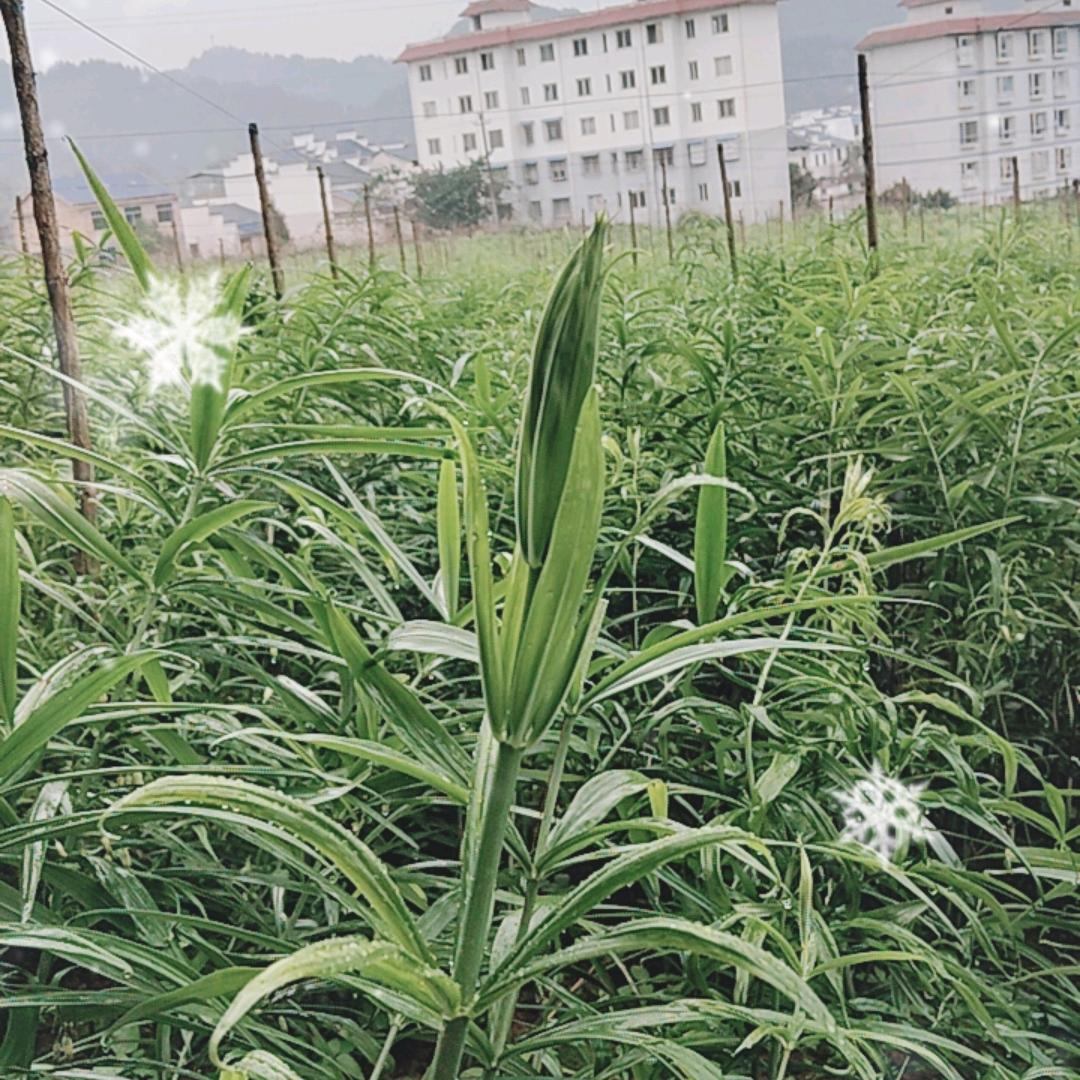 木特农业二